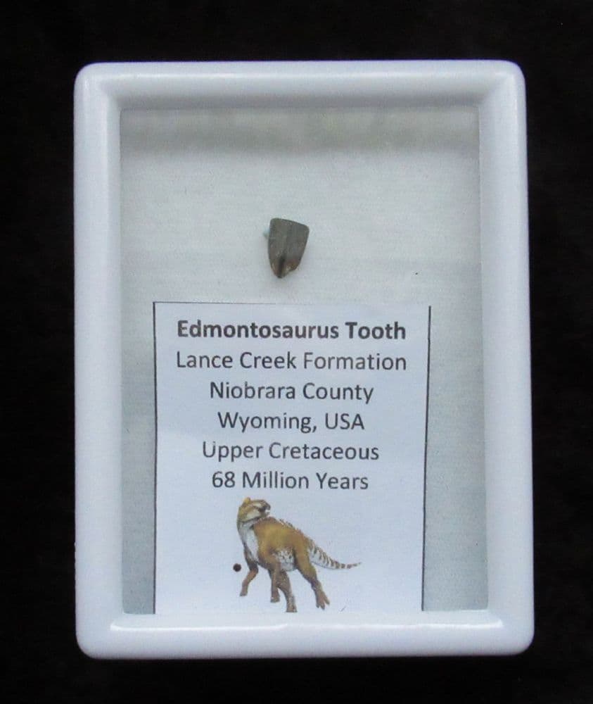 Edmontosaurus tooth