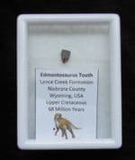 Edmontosaurus tooth