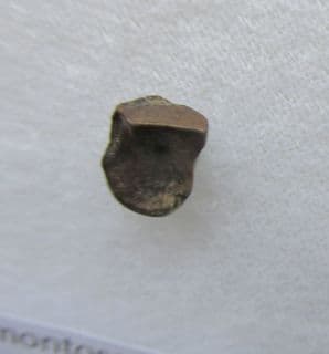 Edmontosaurus tooth