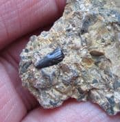 Egertonodus from Siddington