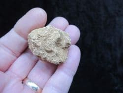 Elasmocoelia faringdonensis sponge