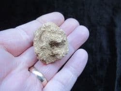 Elasmocoelia faringdonensis sponge