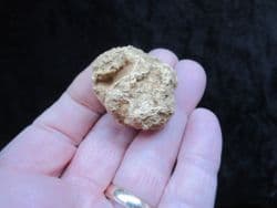 Elasmocoelia faringdonensis sponge