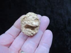 Elasmocoelia faringdonensis sponge