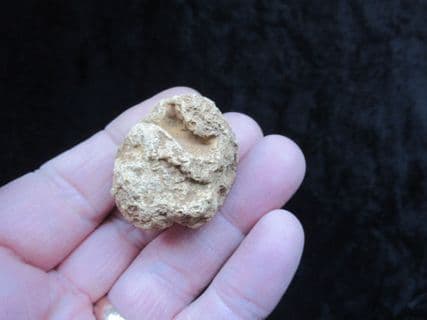 Elasmocoelia faringdonensis sponge