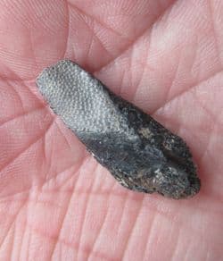 Elasmodus Chimaerid Ratfish dental plate