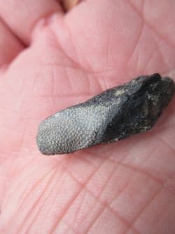 Elasmodus Chimaerid Ratfish dental plate