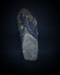 Elasmodus Chimaerid Ratfish dental plate