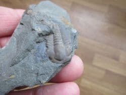 Ellipsocephalus  hoffi