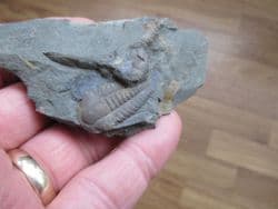 Ellipsocephalus  hoffi