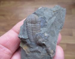 Ellipsocephalus  hoffi