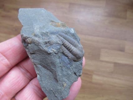 Ellipsocephalus  hoffi