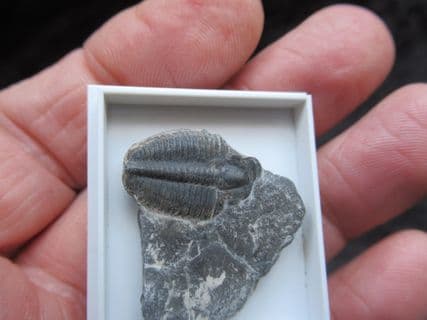 Elrathia Kingii