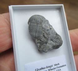 Elrathia  Kingii on Matrix