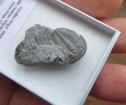 Elrathia  Kingii on Matrix