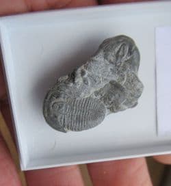 Elrathia  Kingii on Matrix