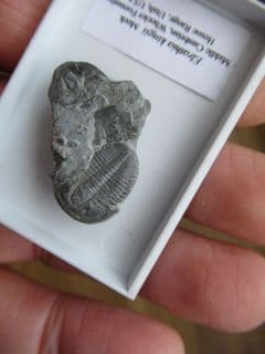 Elrathia  Kingii on Matrix