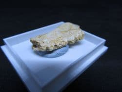 Enchodus fish jaw !