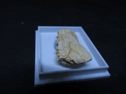 Enchodus fish jaw !