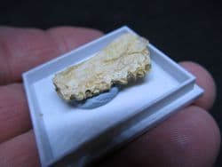 Enchodus fish jaw !
