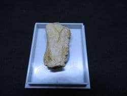 Enchodus fish jaw !