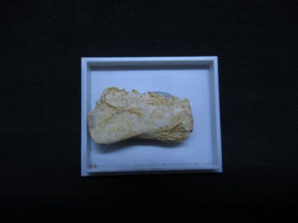 Enchodus fish jaw !