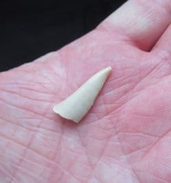 Enchodus libycus 