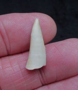 Enchodus libycus 