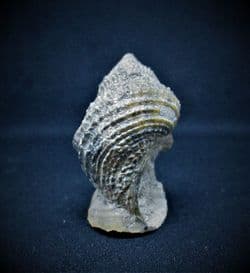 Encyclus  Meriani  (Goldfuss 1844)
