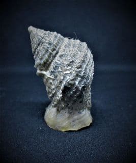 Encyclus  Meriani  (Goldfuss 1844)