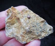 Eomesodon Great Oolite fish tooth