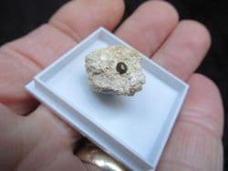 Eomesodon species Fish tooth