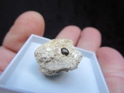 Eomesodon species Fish tooth