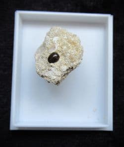 Eomesodon species Fish tooth