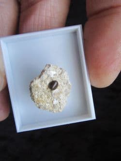 Eomesodon species Fish tooth