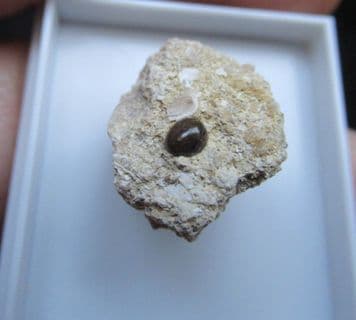 Eomesodon species Fish tooth