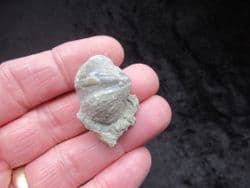 Eospirifer Radiatus (J Sowerby) 