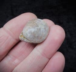 Epithyris maxillata