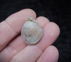Epithyris maxillata