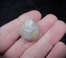 Epithyris maxillata