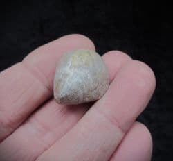 Epithyris maxillata