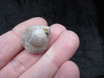 Epithyris maxillata