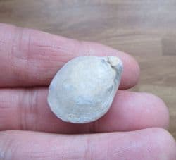 Epithyris oxonica Great oolite brachiopod