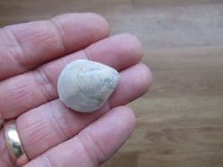 Epithyris oxonica Great oolite brachiopod