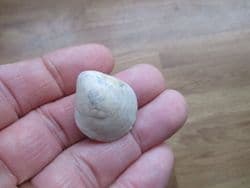 Epithyris oxonica Great oolite brachiopod