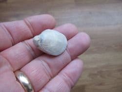Epithyris oxonica Great oolite brachiopod
