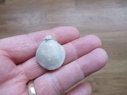 Epithyris oxonica Great oolite brachiopod
