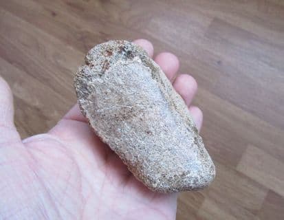 Equus caballus Magnum bone "Lower foot  "