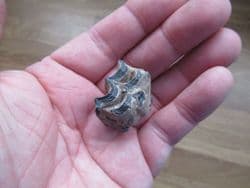 Equus complicatus horse tooth