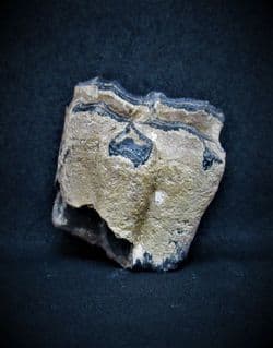 Equus complicatus horse tooth